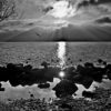 Lac Léman. Suisse