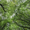 Forêt d'Irlande