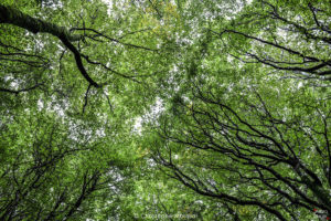 Forêt d'Irlande