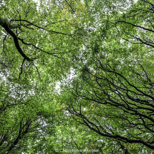 Forêt d'Irlande